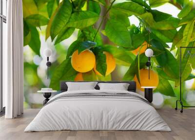 Bunch of fresh ripe oranges on a orange tree branch Wall mural