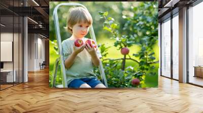 Cute little boy helping to harvest apples in apple tree orchard in summer day. Child picking fruits in a garden. Fresh healthy food for kids. Wall mural