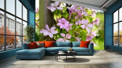 Flowering pink clematis in the garden Wall mural