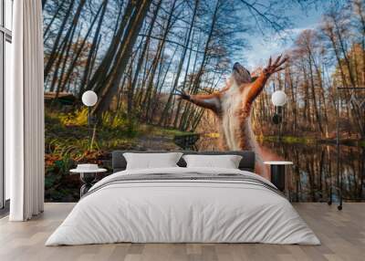 Funny red squirrell standing in the forest like Master of the Universe. Wall mural