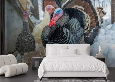 Turkey bird family Wall mural