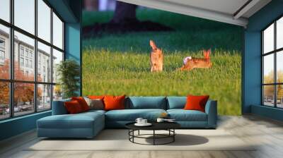 Beautiful shot of two wild rabbits playing together on the wet green grass in the park Wall mural