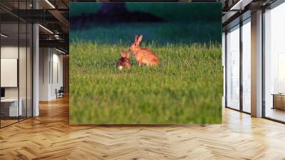 Couple of wild rabbits standing on the green grass in the park Wall mural