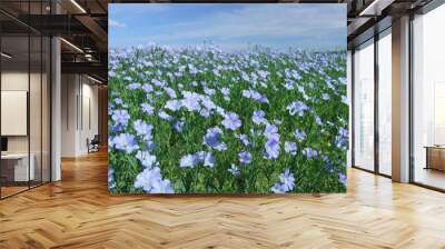 Flax field blooming, flax agricultural cultivation. Wall mural