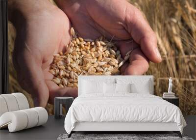 Ripe wheat bean seed in farmer hands. Wall mural