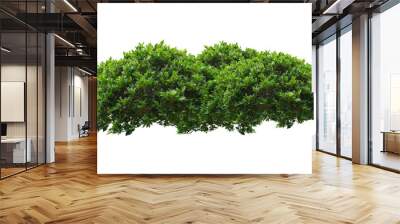 green bush isolated transparency background.	 Wall mural