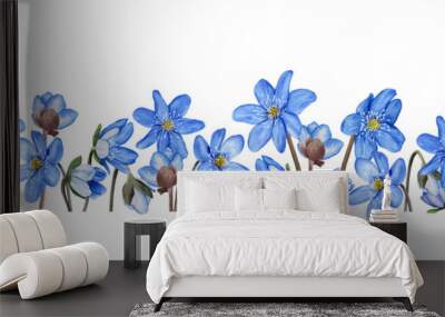 Hepatica blue spring flowers banner, border. Watercolor illustration Isolated on white background Wall mural