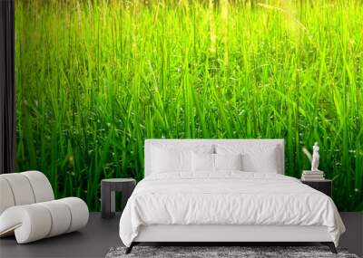 green grass background Wall mural