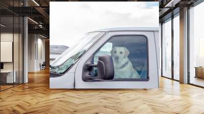 Dog driving in rush hour traffic Wall mural