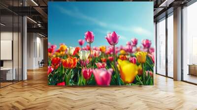 Colorful Tulip Field Blooming under a Bright Blue Sky Wall mural