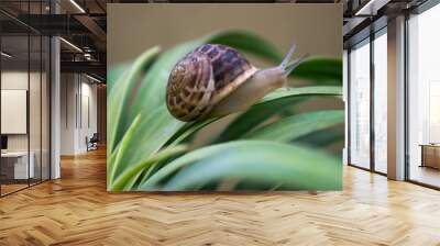 snail on leaf Wall mural