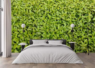 background of small green leaves Wall mural