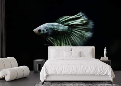 Betta fish swimming in aquarium, green fish, dark black background, Ai generated Images Wall mural