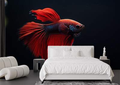 Betta fish swimming in aquarium, red and black fish, dark black background, Ai generated Images Wall mural