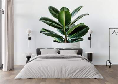 Rubber plant with dense green leaves in a minimalist white pot, bright white background, Ai generated Images Wall mural