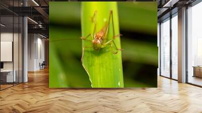 macro photo of insect on plant leaves Wall mural