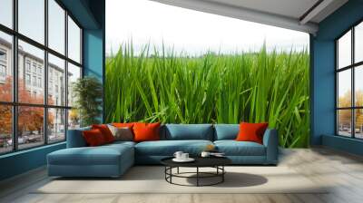 green grass or paddy field isolated on white Wall mural