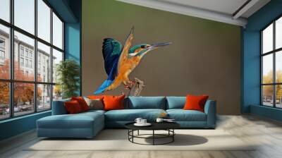 Common Kingfisher a beautiful and active bird, one of the most colorful birds.  Wall mural