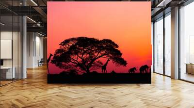 Amazing sunset and sunrise.Panorama silhouette tree on africa.Dark tree on open field dramatic sunrise.Safari theme.Giraffes. Wall mural