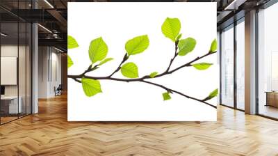 green fresh leaves on a tree branch spring summer natural plant isolated on white background. Wall mural