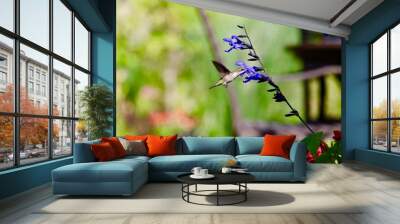 Hummingbird zooming toward black knight salvia on the patio of a midwest garden. Brown garden stools and a brown table in the background Wall mural