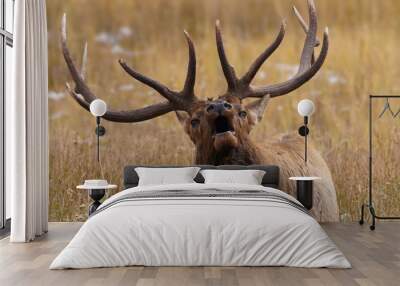 A Bull Elk Bugles While Laying Down During Rutting Season Wall mural