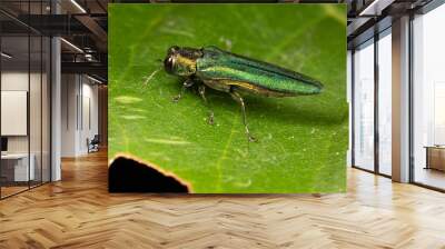 Macro of an Emerald Ash Borer  Wall mural