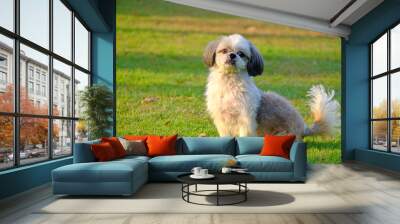 Young Shih Tzu dog standing by two front legs on fresh green grass field, waiting for commands from owner Wall mural