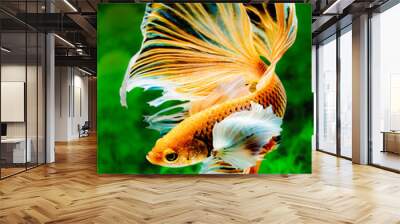 The Betta Siamese fighting fish, Betta splendens Pla-kad ( biting fish ) Thai. (Halfmoon fancy white red betta ) in motion on fresh water weeds background Wall mural