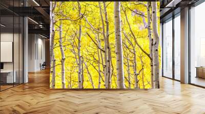 Aspen Trees in Golden Fall Splendor Wall mural