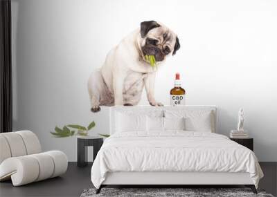 cute pug puppy pet dog eating weed, Cannabis sativa, leaves sitting next to dropper bottle of CBD oil for animals, isolated on white background Wall mural