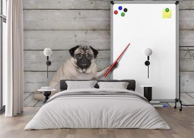 serious pug puppy dog sitting down, pointing at blank white board with yellow notes and magnets, on wooden floor and background Wall mural