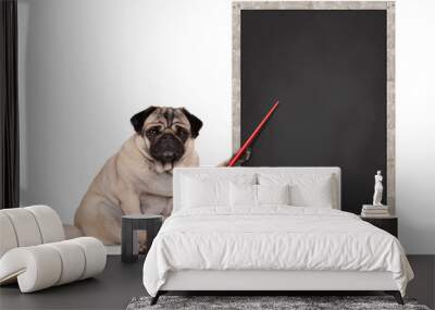 serious pug puppy dog sitting next to blank blackboard sign, holding red pointer, isolated on white background Wall mural