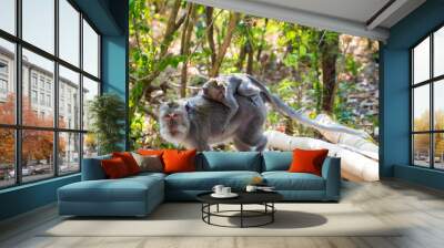 old monkey walking in the forest woods carrying baby on its back Wall mural