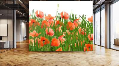 poppy flowers and green grass as a background Wall mural