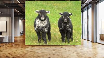 lamb and lamb in the field Wall mural