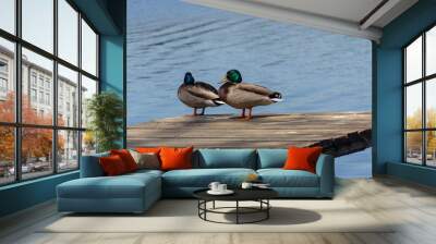 Two drakes sitting on a bridge over the lake Wall mural