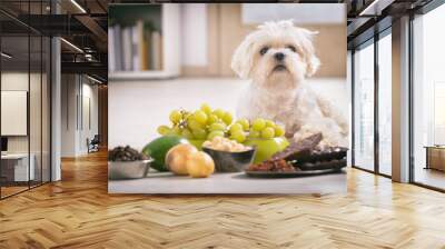 Little dog and food toxic to him Wall mural