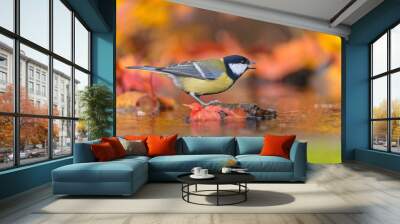 A beautiful great tit sits on a stone and drinks water from a forest pond. Parus major Wall mural