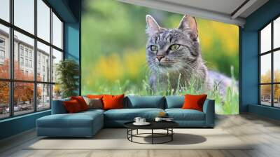 Tabby cat lying in the grass with blooming background. Felis silvestris. Wall mural