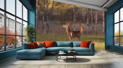 Two red deers female standing on the meadow. Cervus elaphus.  Wall mural