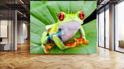 Red Eyed Tree Frog,  Agalychnis Callidryas, on a Leaf with Black Background Wall mural