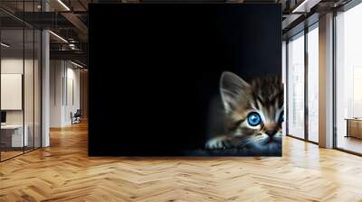 portrait of a cute domestic baby cat with blue eyes hunting/scared looking up, isolated on black background; copy space Wall mural