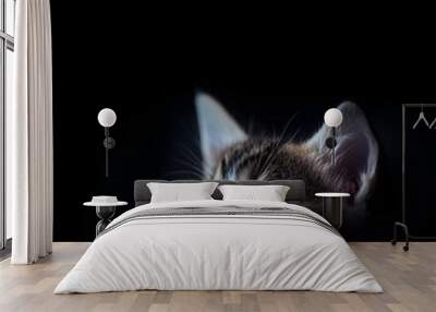 portrait of a stray baby cat looking up, isolated on black background; copy space Wall mural