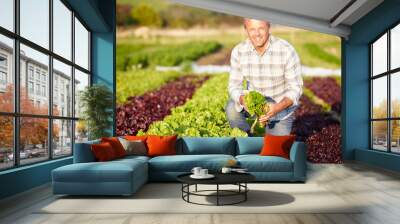 Farmer Harvesting Organic Salad Leaves On Farm Wall mural