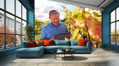 Mature Male Worker With Digital Tablet Harvesting Grapes In Vineyard For Wine Production Wall mural