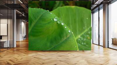 Water drops on leaves Bon in the morning Wall mural