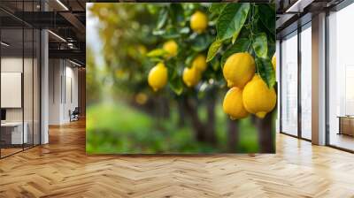 Ripe lemons hanging on trees in a beautiful orchard Wall mural