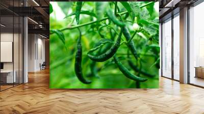 Green Chili Background. The chili pepper (also chile, chile pepper, chilli pepper, or chilli). Green Chilli seed plant image. Wall mural