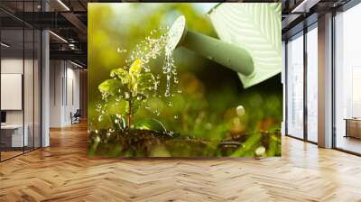 Closeup watering can pouring water on green plant. Agriculture and gardening, planting, seeding growing concept. Beautiful drops of liquid on leaf. Natural background. Freshness growth tree. Wall mural